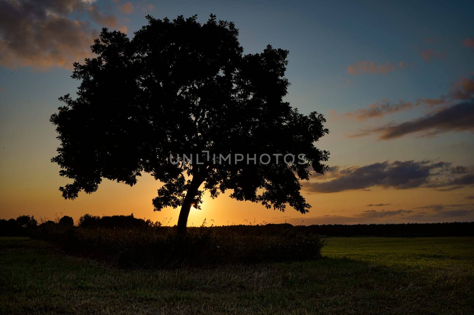 Oak tree in sunset, Fischland-Darß, Mecklenburg-West Pomerania, Germany