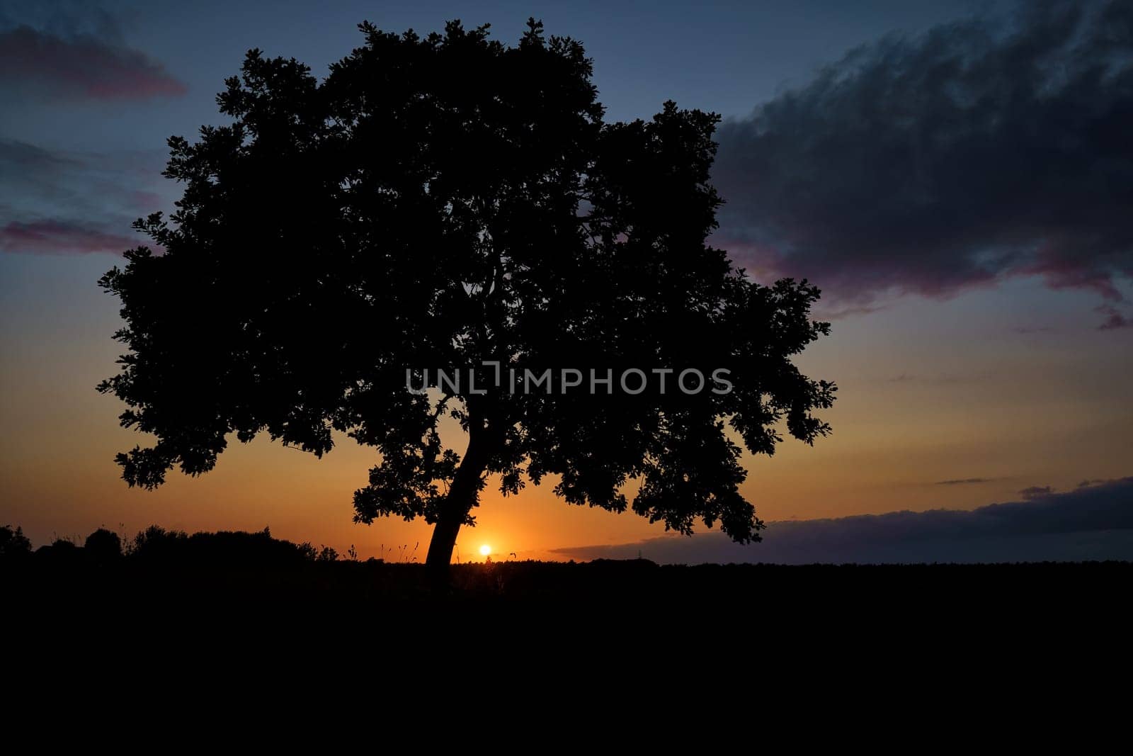 Oak tree in sunset, Fischland-Darß, Mecklenburg-West Pomerania, Germany