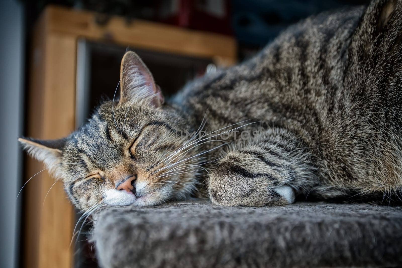 young tabby cat relaxing, european shorthair cat