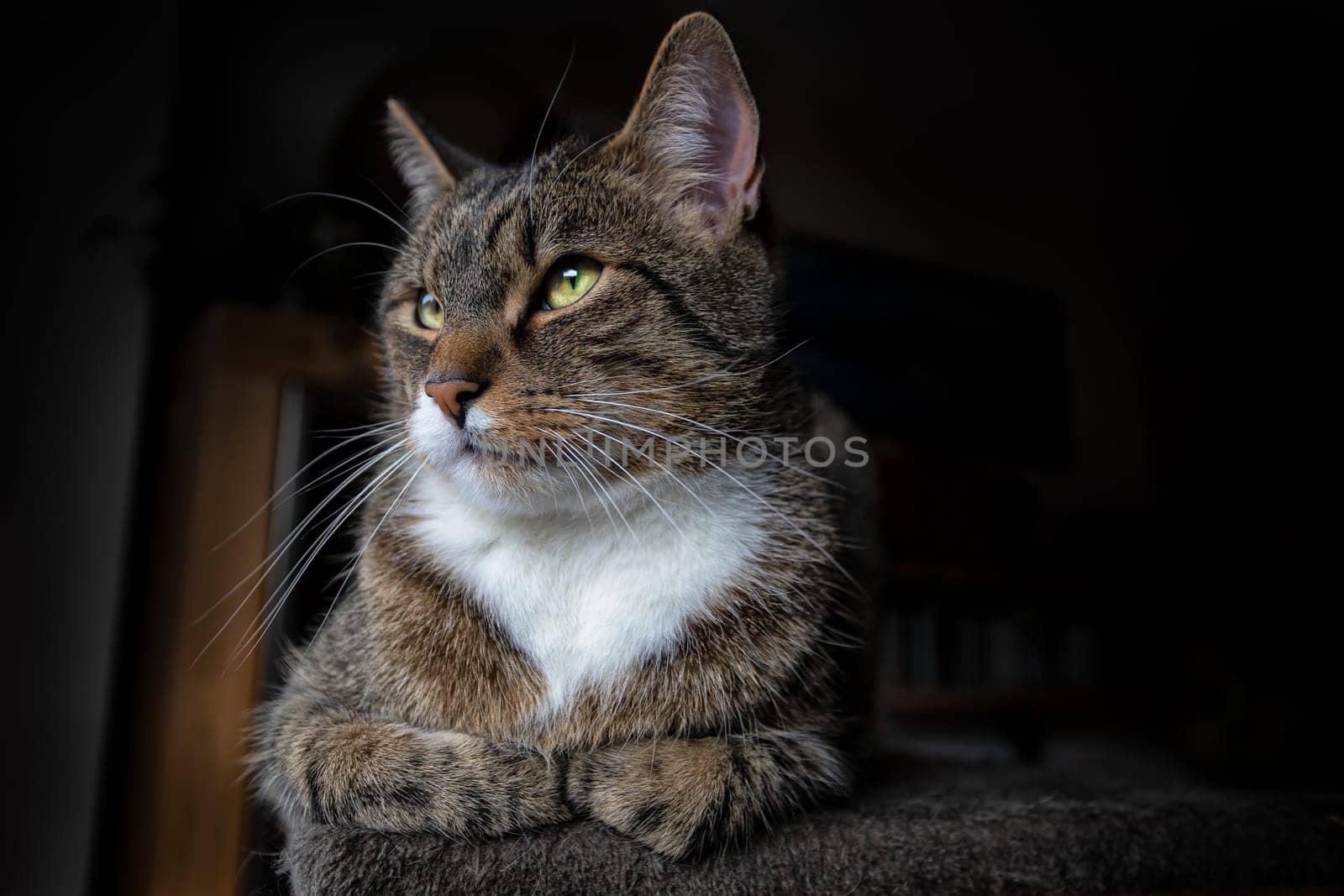 young tabby cat relaxing, european shorthair cat