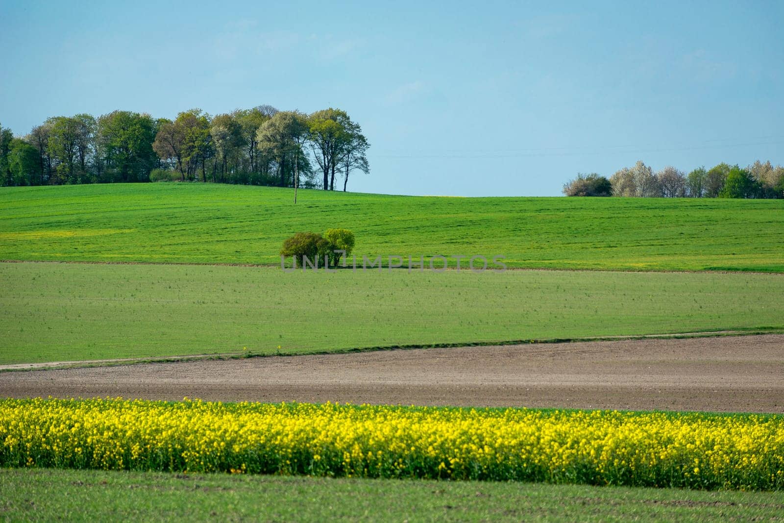 Spring freshly coloured fields with tall trees on the horizon, focus to the background