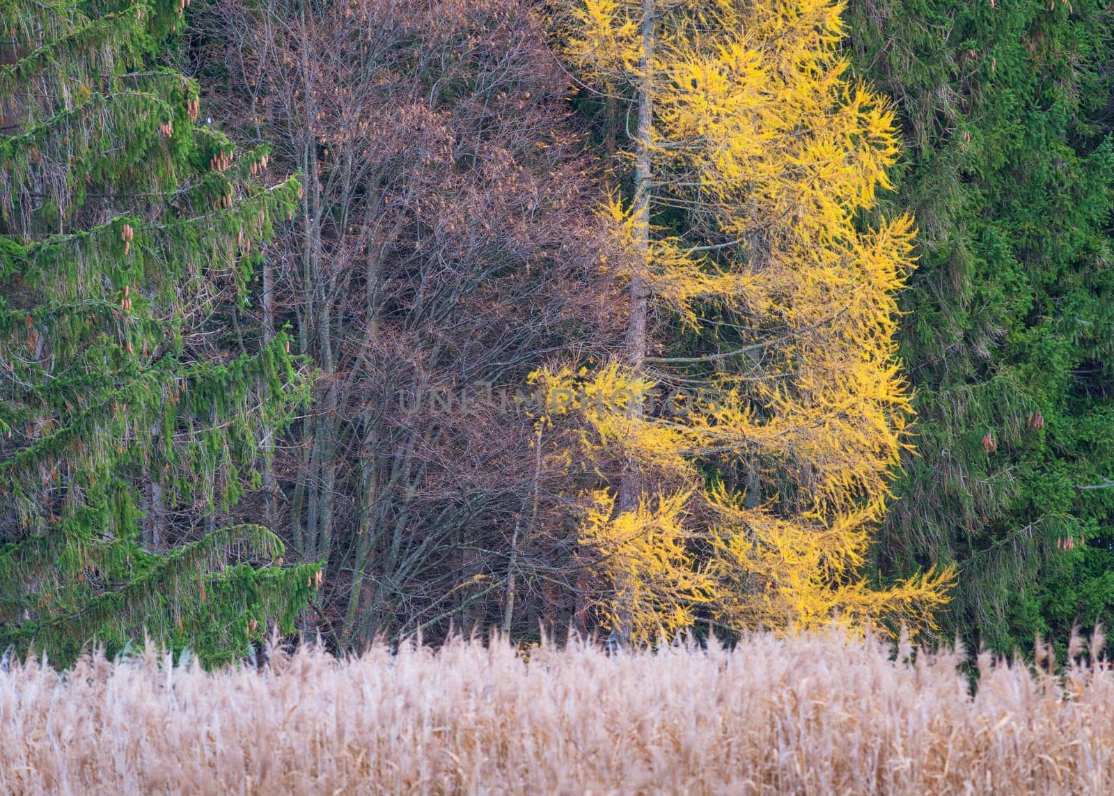 layers of autumn colour on trees