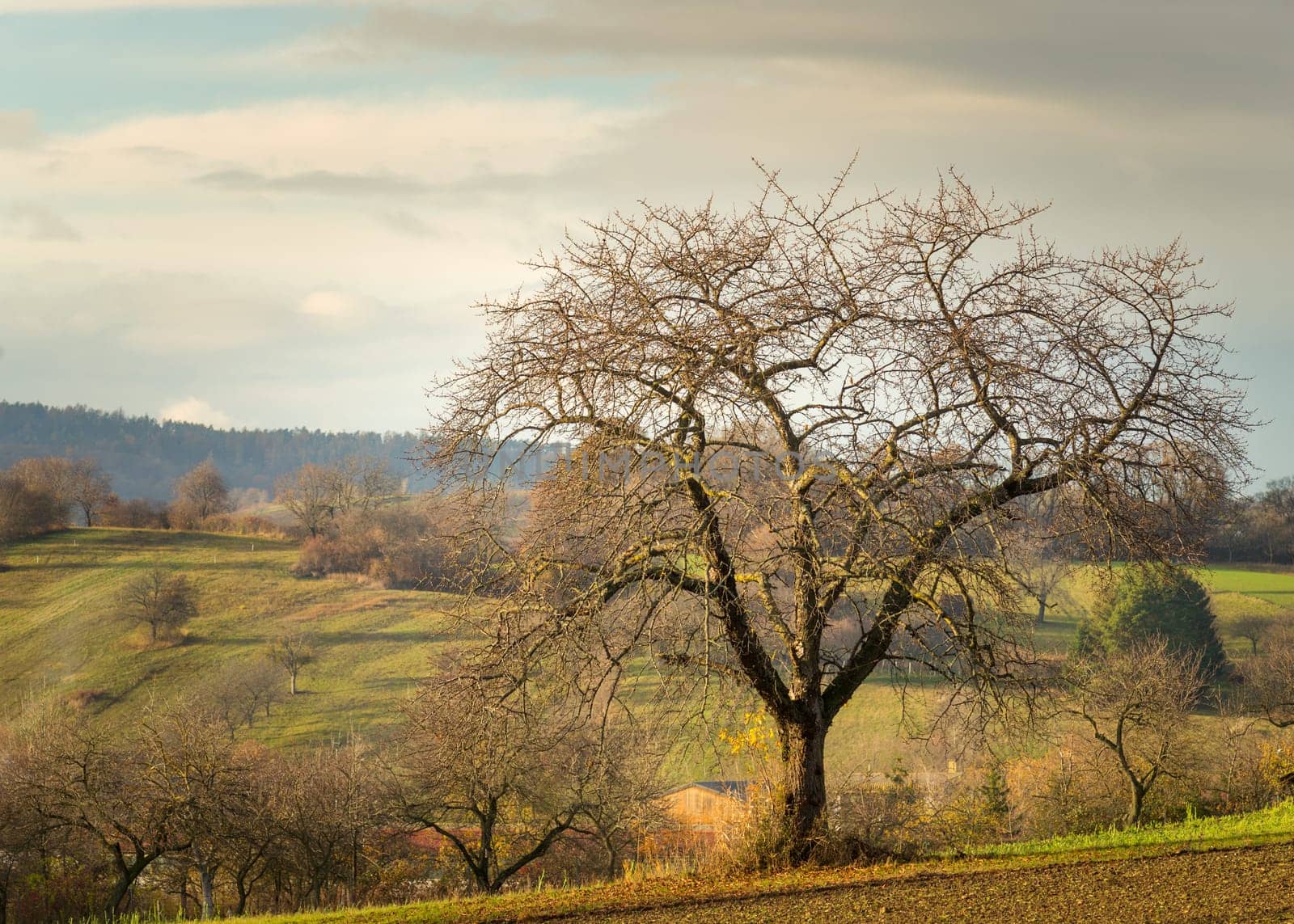 Bare trees in late autumn
