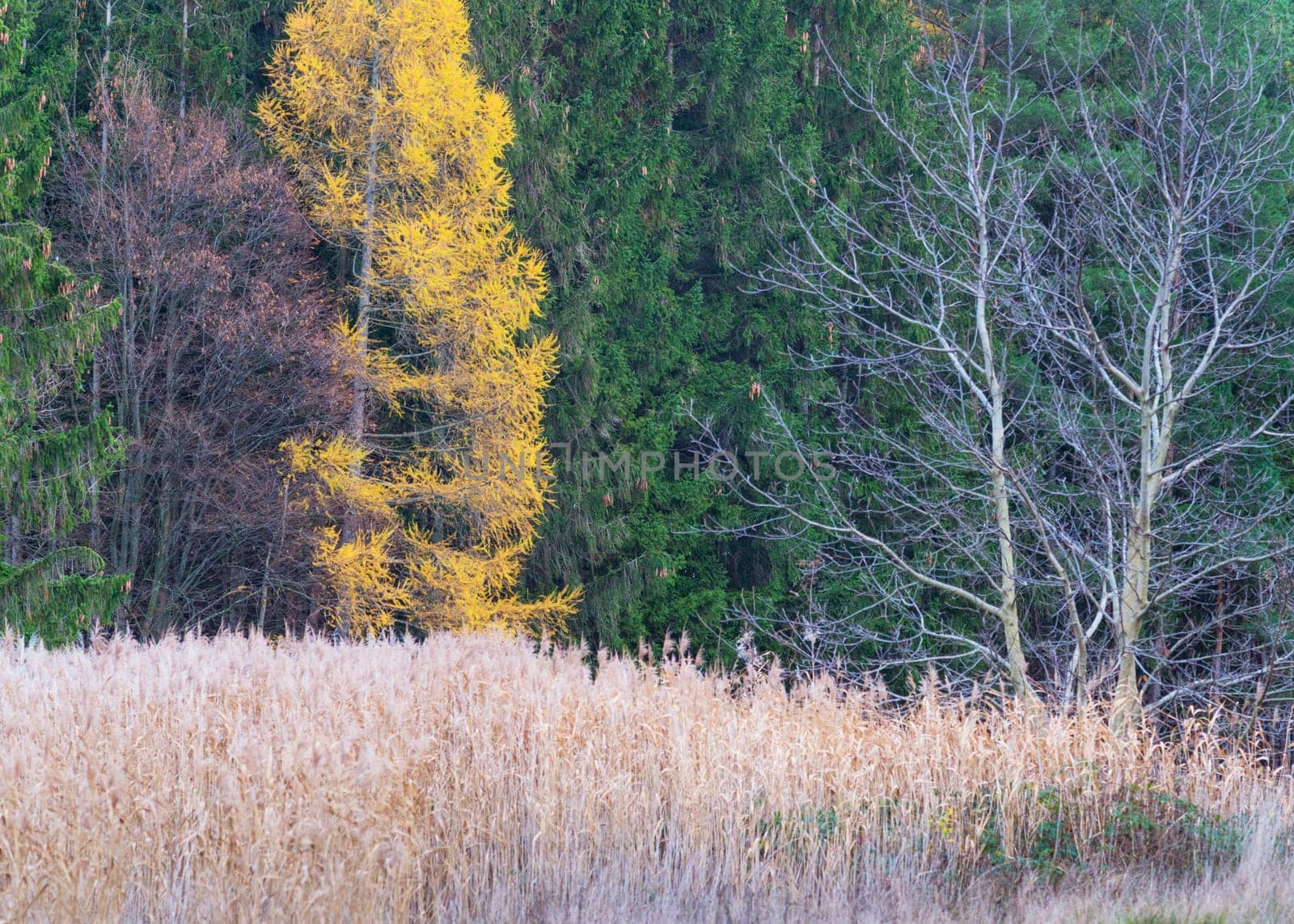 Bare trees in late autumn