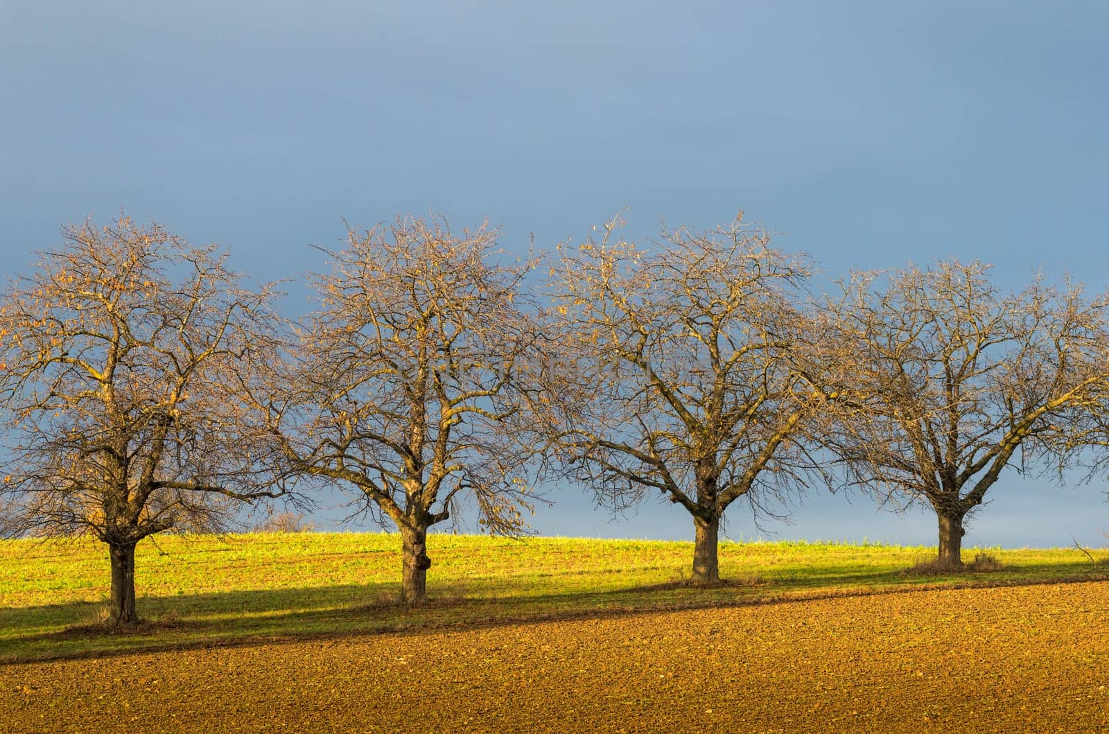 Bare trees in late autumn