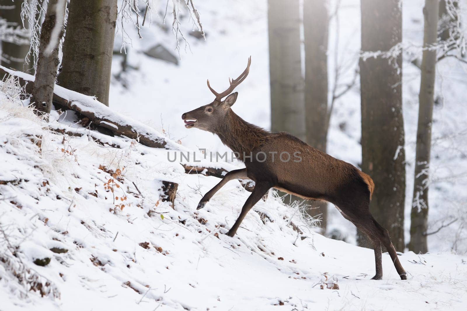 Red deer, cervus elaphus, in movement in white forest in wintertime. Antlered mammal running in snowy woodland in winter. Brown stag sprinting on snow.