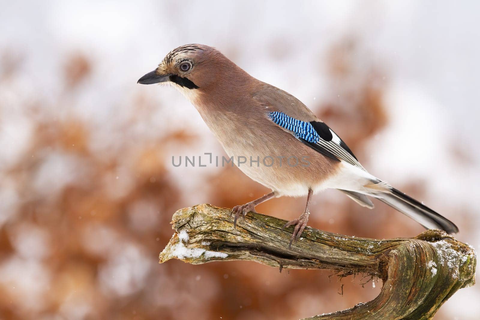 Eurasian jay, garrulus glandarius, sitting on branch in wintertime nature. Brown bird resting on wood in winter. Feathered animal looking on tree in snowy environment.