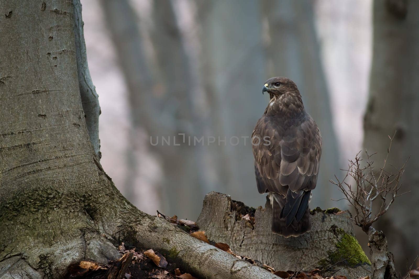 Common buzzard, buteo buteo, sitting on stump in forest in autumn. Bird of prey observing in woodland form back. Brown majestic animal looking on tree in fall.