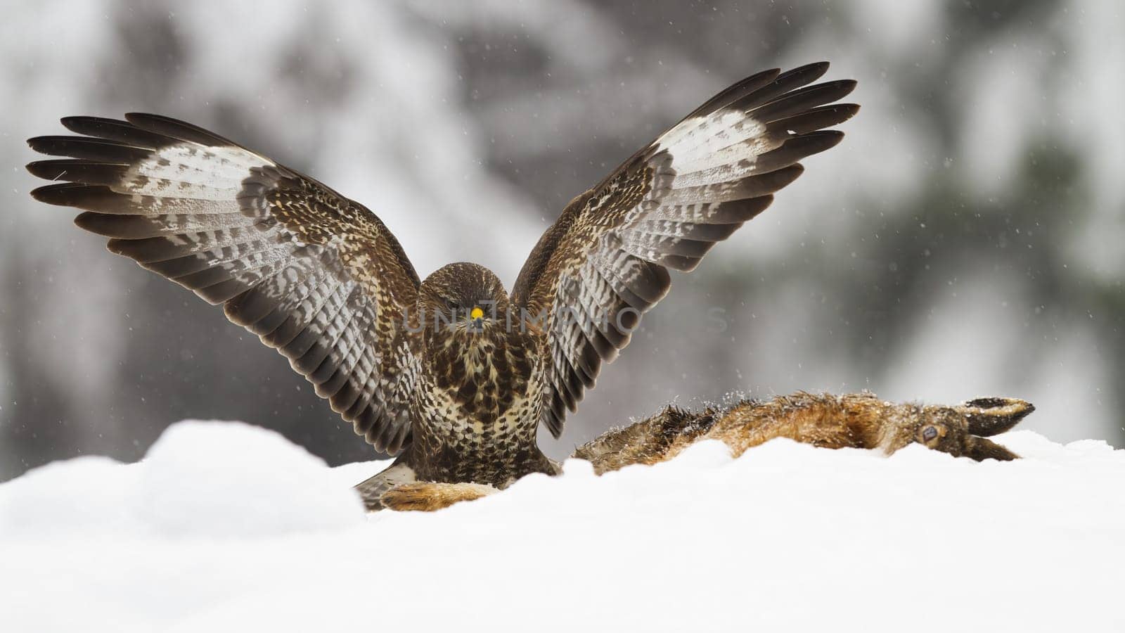Common buzzard, buteo buteo, landing on snow next to dead prey in winter. Bird of prey sittin at killed animal on white pasture. Feathered predator with open wings in wintertime.