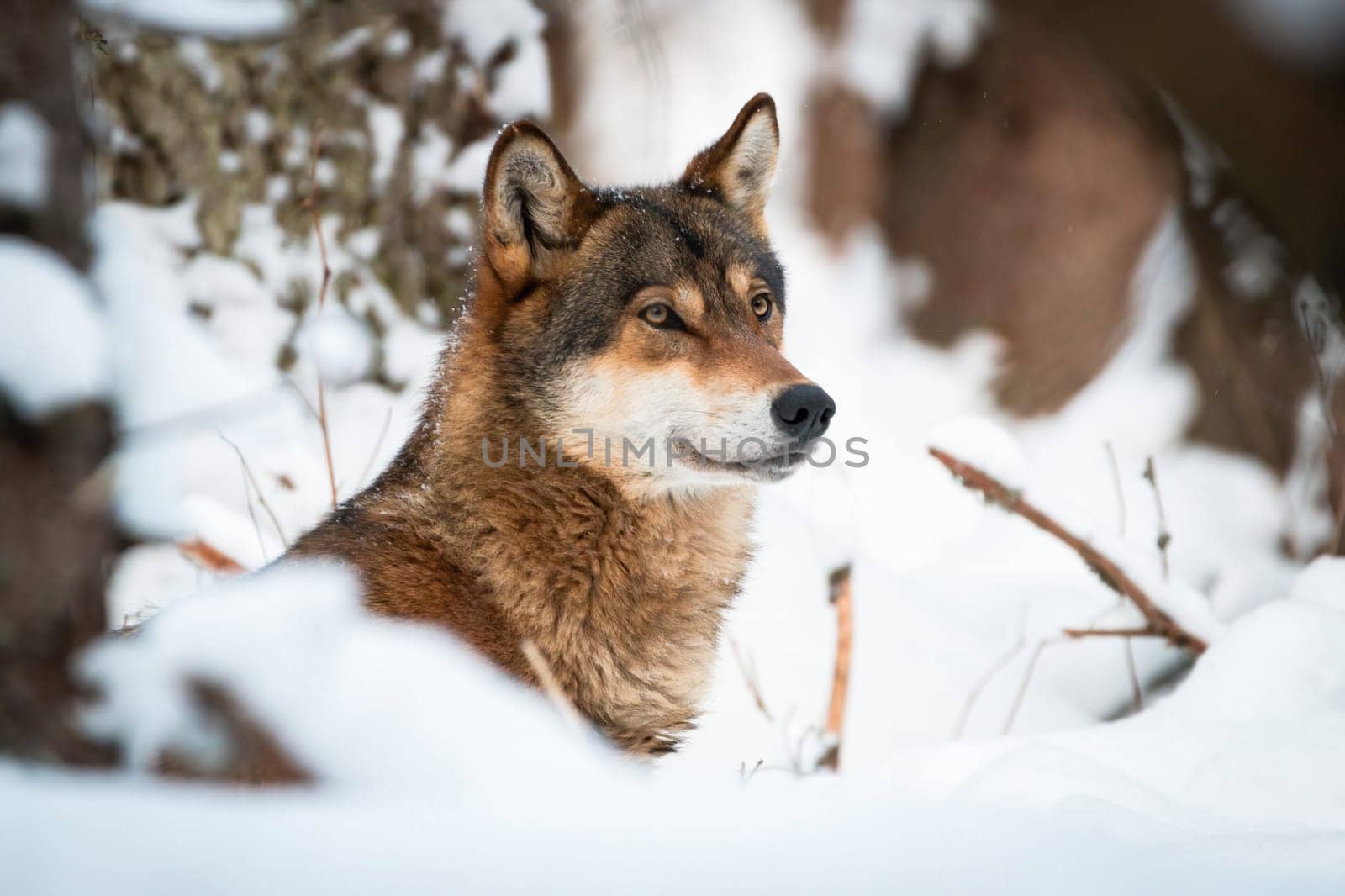 Attentive wolf, canis lupus, looking in winter environment in close-up. Grey hunter observing in snowy nature in wintertime. Wild predator watching in white habitat.