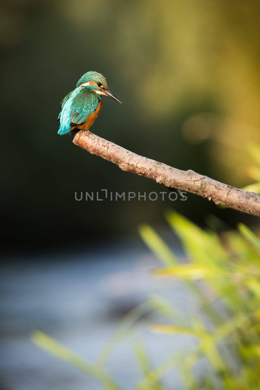 Common kingfisher, alcedo atthis, sitting on branch in autumn in vertical shot. Colorful bird resting on woodl in fall. Exotic small animal looking on tree.