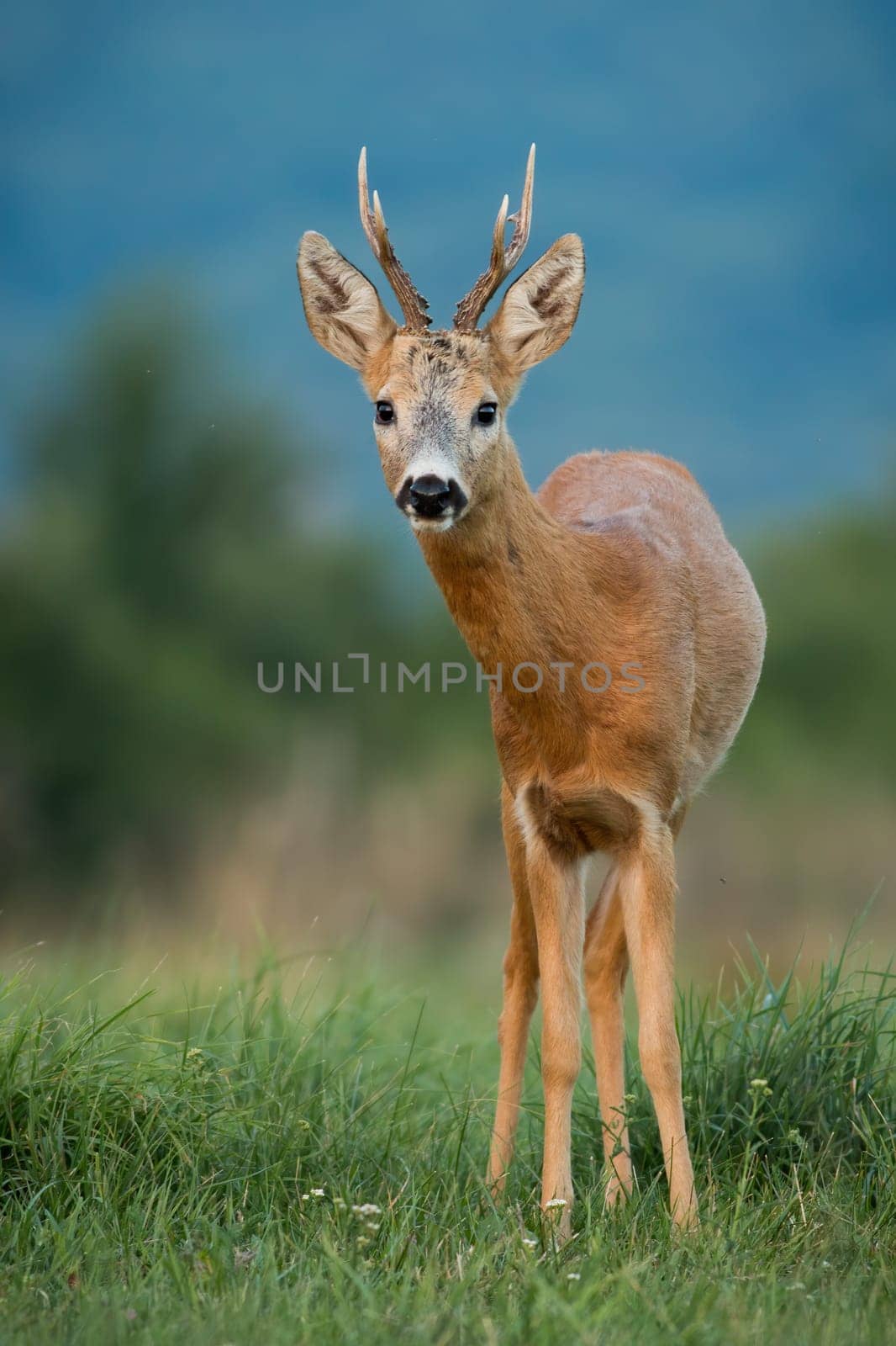 Roe deer, capreolus capreolus, staring on grassland in summer in vertical shot. Roebuck looking to the camera on green field. Antlered mammal watching on meadow.