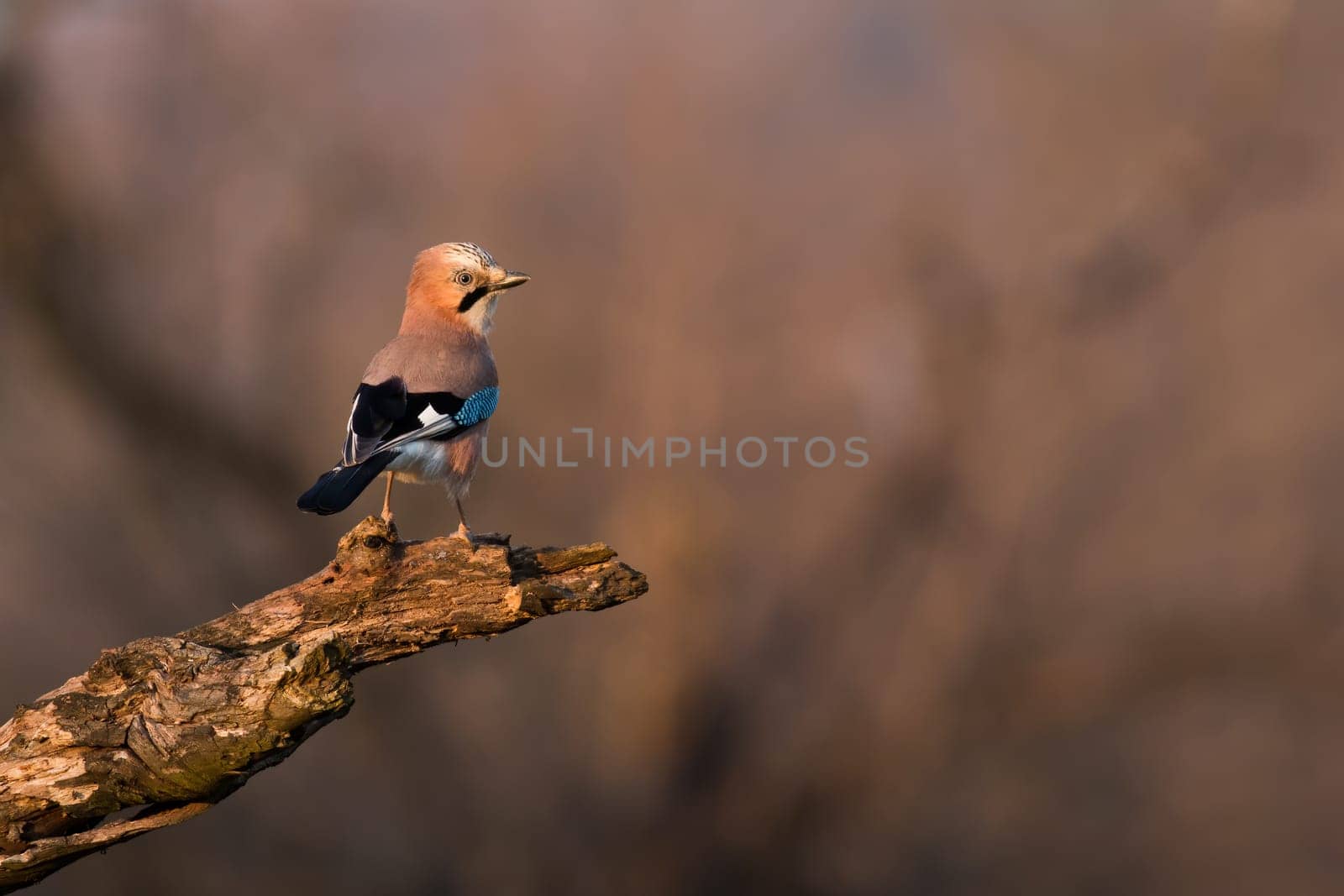 Eurasian jay, garrulus glandarius, sitting on wood in autumn evening light. Little bird looking on branch in fall in sulit. Color animal with wings resting on tree with copy space.