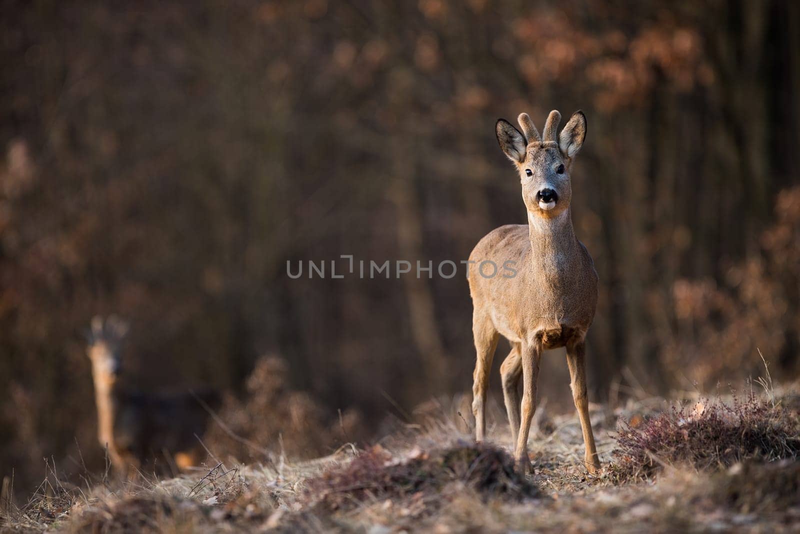 Roe deer, capreolus capreolus, looking to the camera on meadow in spring. Buck with velvet antlers watching on dry field. Male mammal staring on glade.
