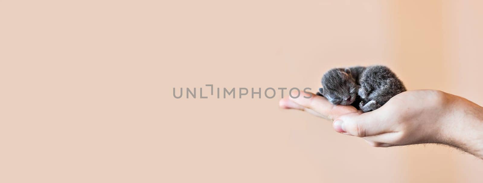 Blue british kitten in men's hand little kitten
