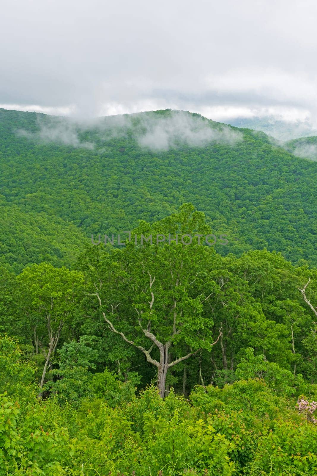 Hanging Clouds on a Green Spring Mountain Forest on the Blue Ridge Parkway in North Carolina