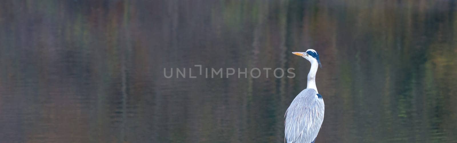 grey heron by the lake