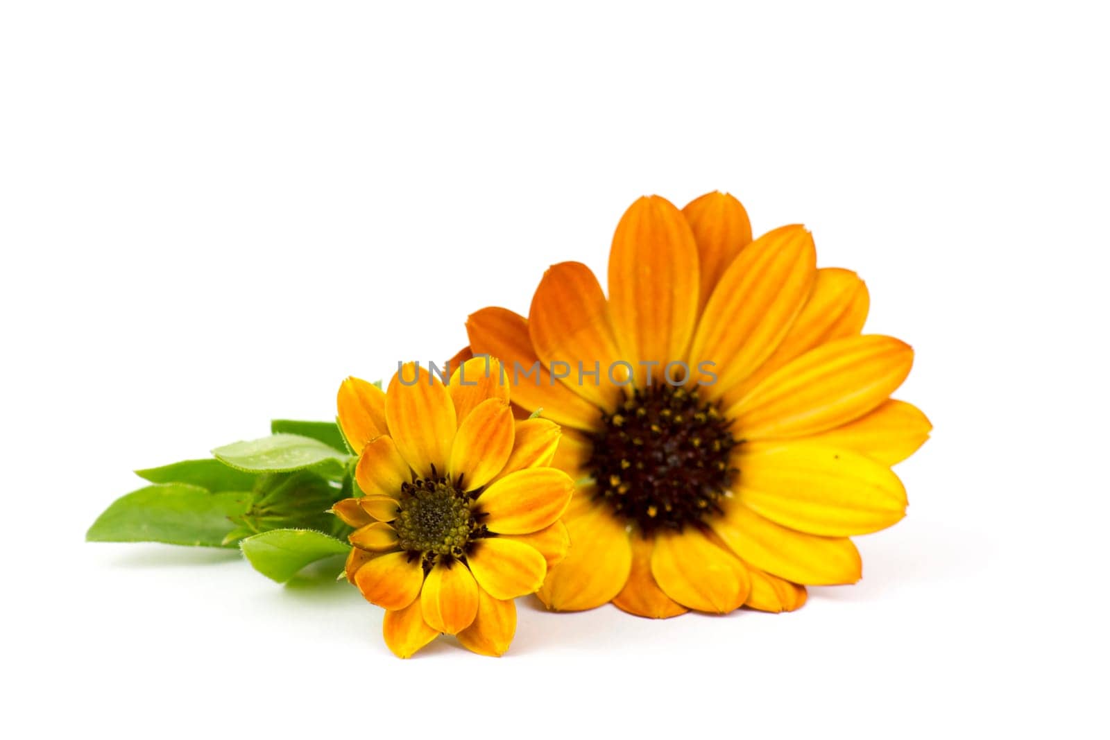 calendula flowers on white background