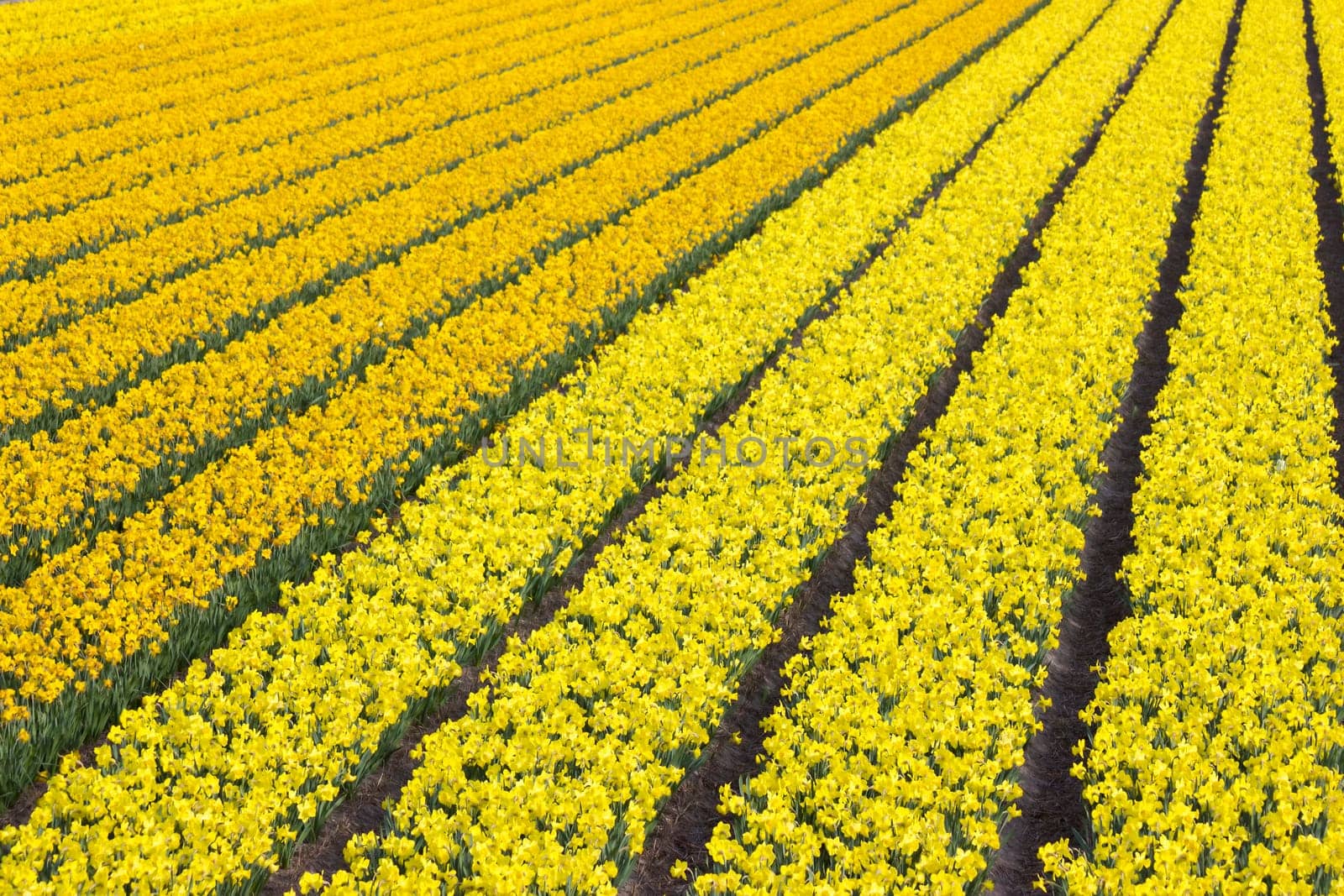 narcissus field in the Netherlands - yellow daffodil flowers