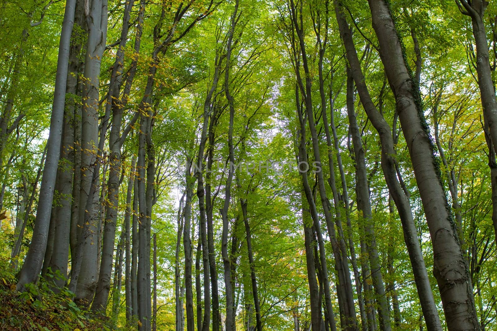 autumn forest in Alps, Upper Austria, Austria