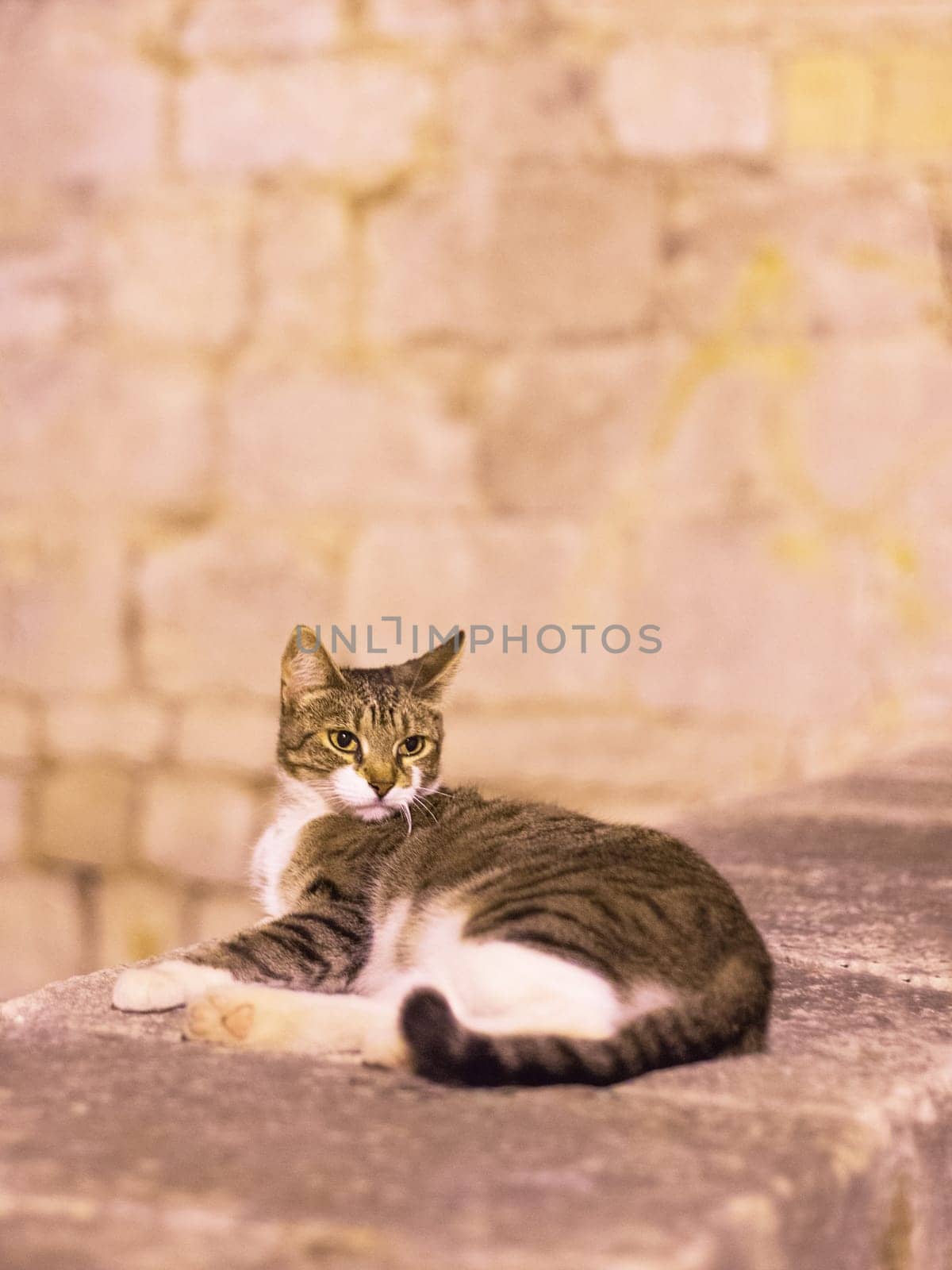 Cat sitting on a wall at night in sibenik