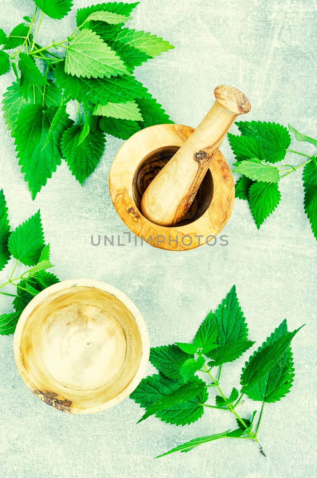 Fresh nettle bunch and wooden rustic mortar. Bush of stinging-nettles, healing herbs