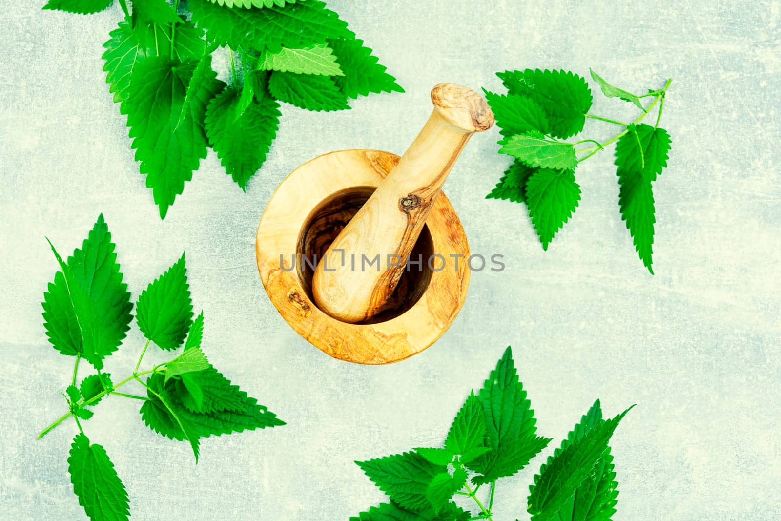 Fresh nettle bunch and wooden rustic mortar. Bush of stinging-nettles, healing herbs