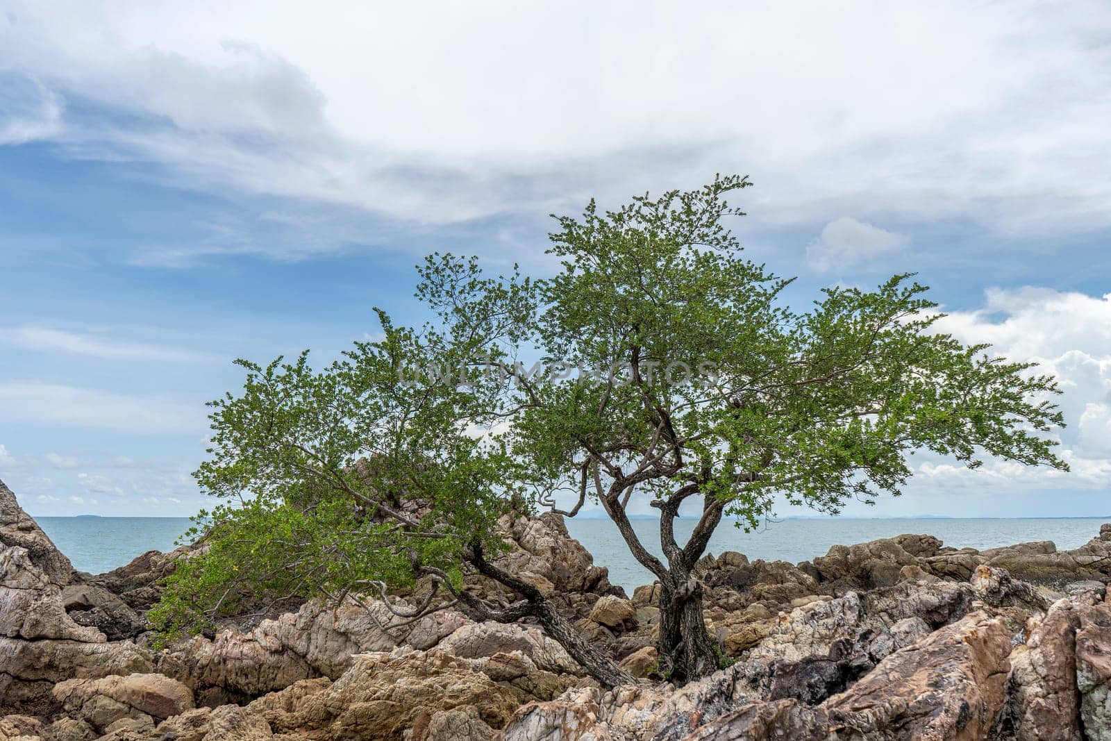 Trees growing on the rocks and sea with blue sky background