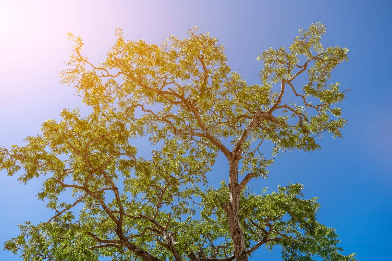 The treetops against the blue sky background