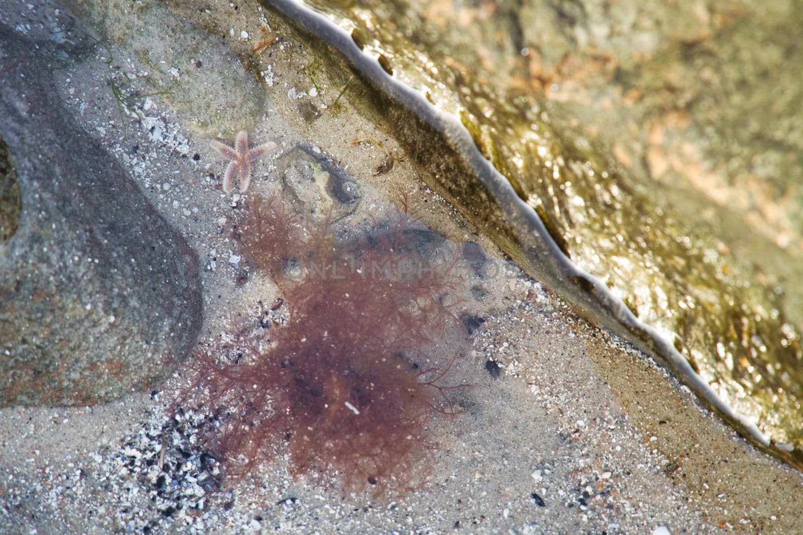 Starfish underwater lying in sand in front of sea tank. Marine animal on the coast of Denmark. Animal shot from the sea