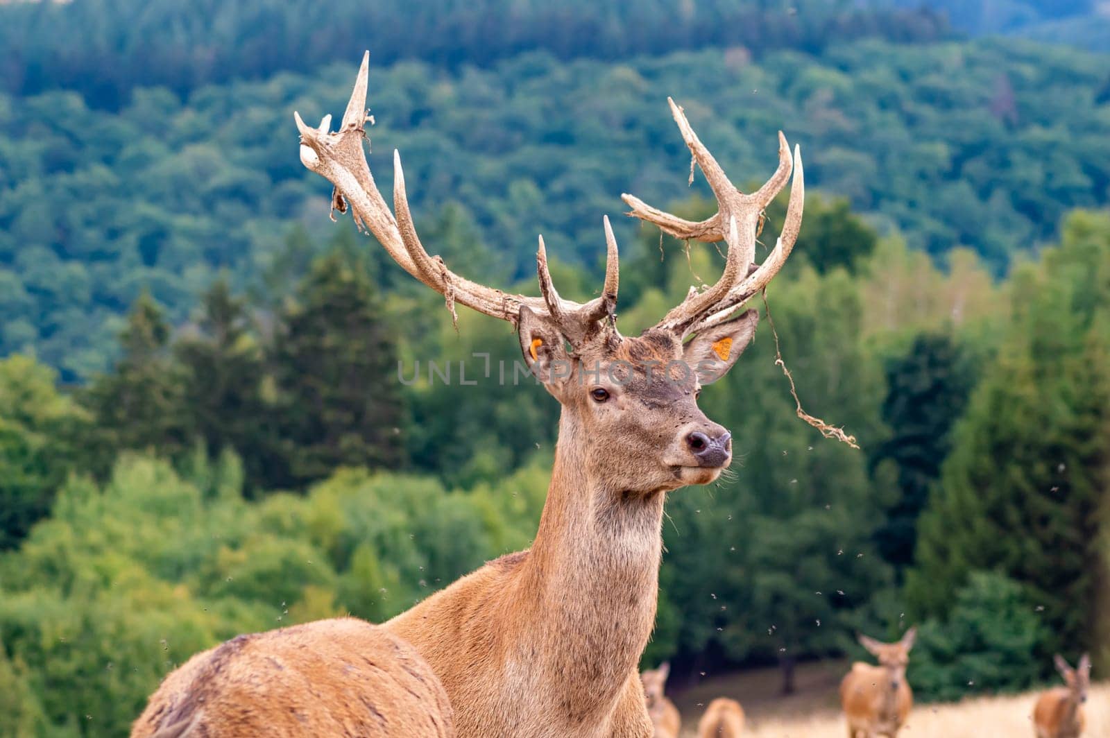 Ruminant animal living in herds in forests  especially the adult male, which bears long branching horns (antlers).