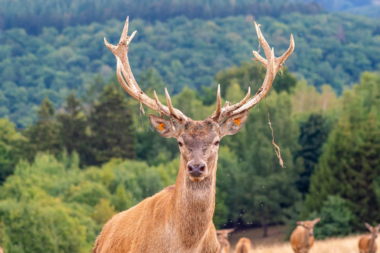 Ruminant animal living in herds in forests  especially the adult male, which bears long branching horns (antlers).