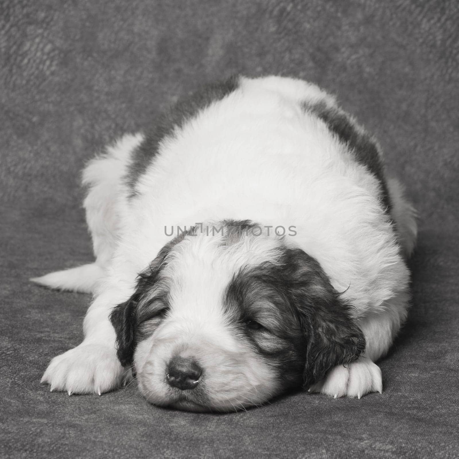 The cute sad puppy is lying down, sick dog or illness of pets concept.