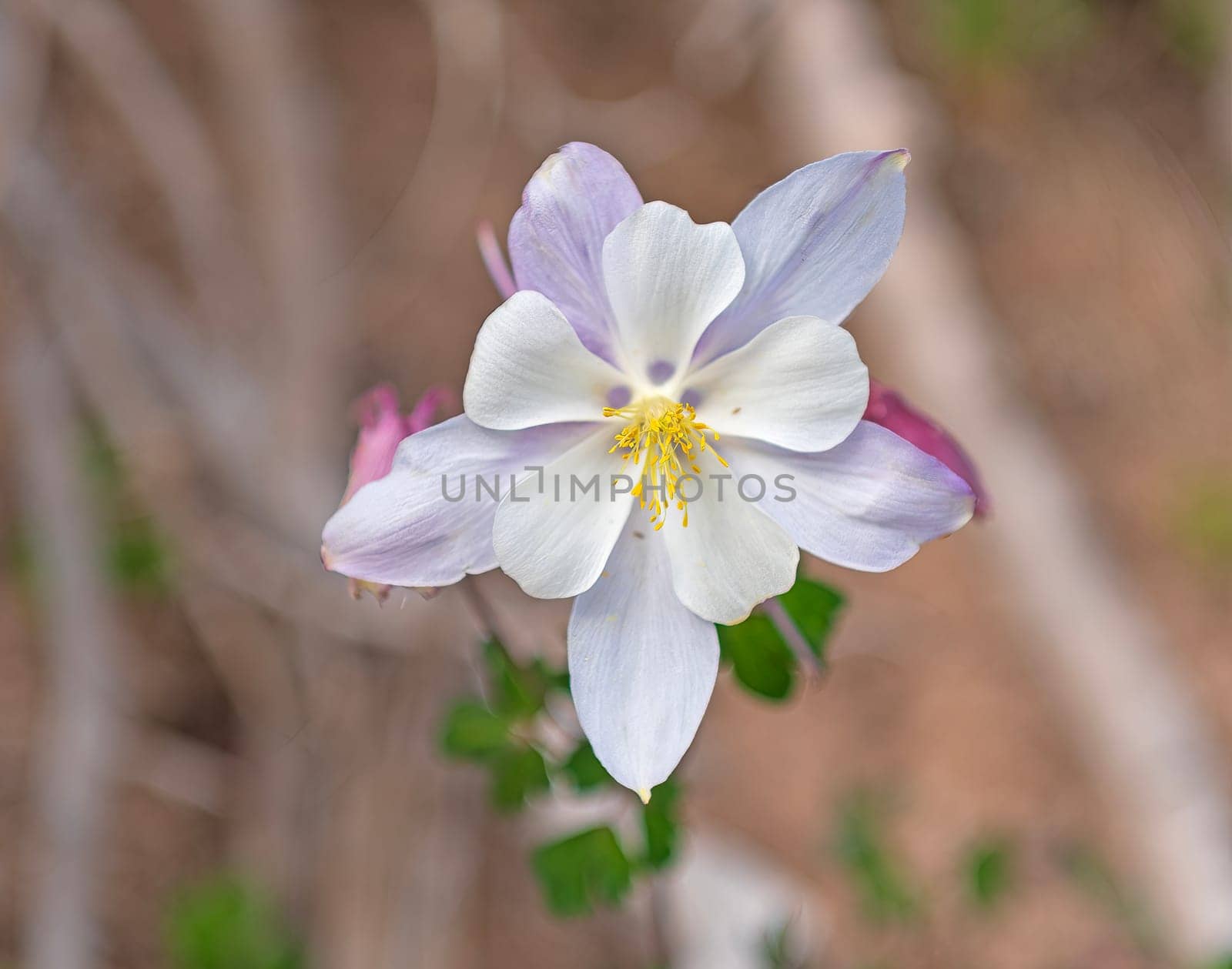 a Colorado Columbine in the Mountains in Cedar Breaks National Monument in Utah