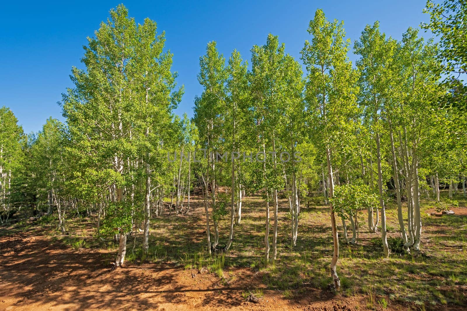 Colorful Quaking Aspen on a Mountain Ridge in Dixie National Forest in Utah