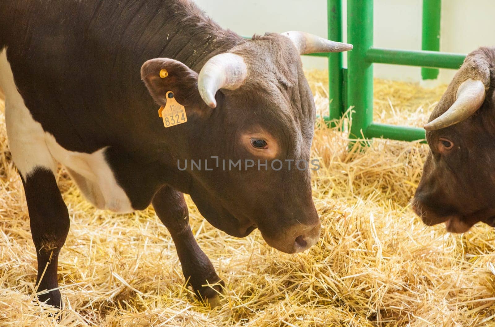 Zafra, Spain - Oct 10th, 2022: Zafra International Livestock Fair. Berrendo en Colorado cow