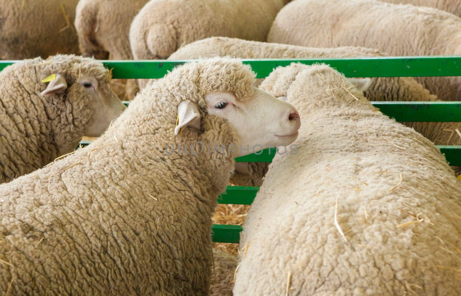 Zafra, Spain - Oct 10th, 2022: Zafra International Livestock Fair. Fleischschaf sheeps