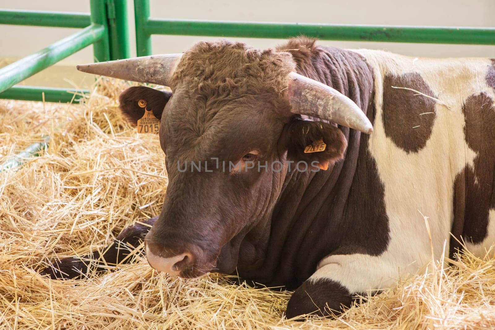 Zafra, Spain - Oct 10th, 2022: Zafra International Livestock Fair. Berrendo en Colorado cow