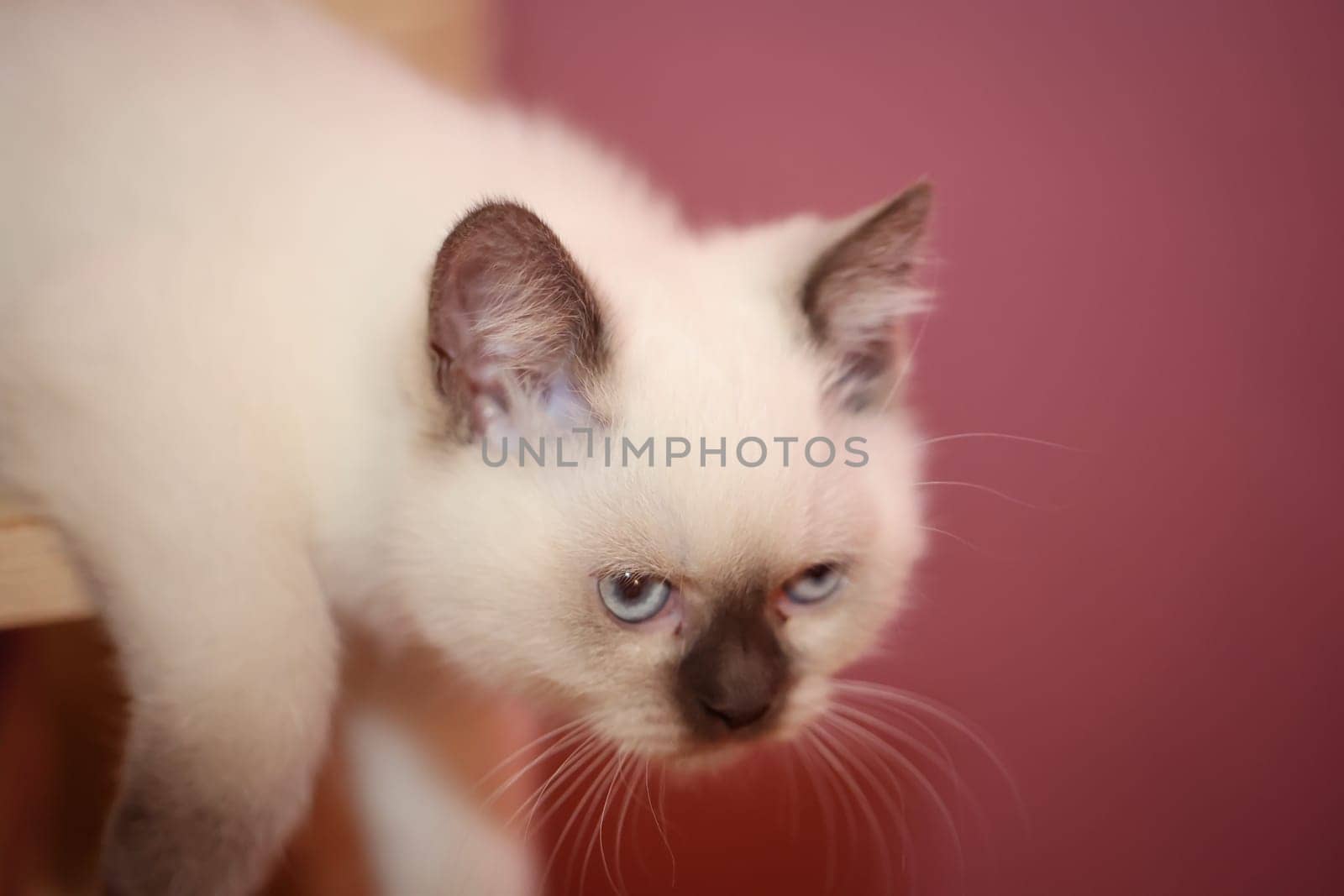 Portrait of a small British Longhair cat. Close up of a kitten.