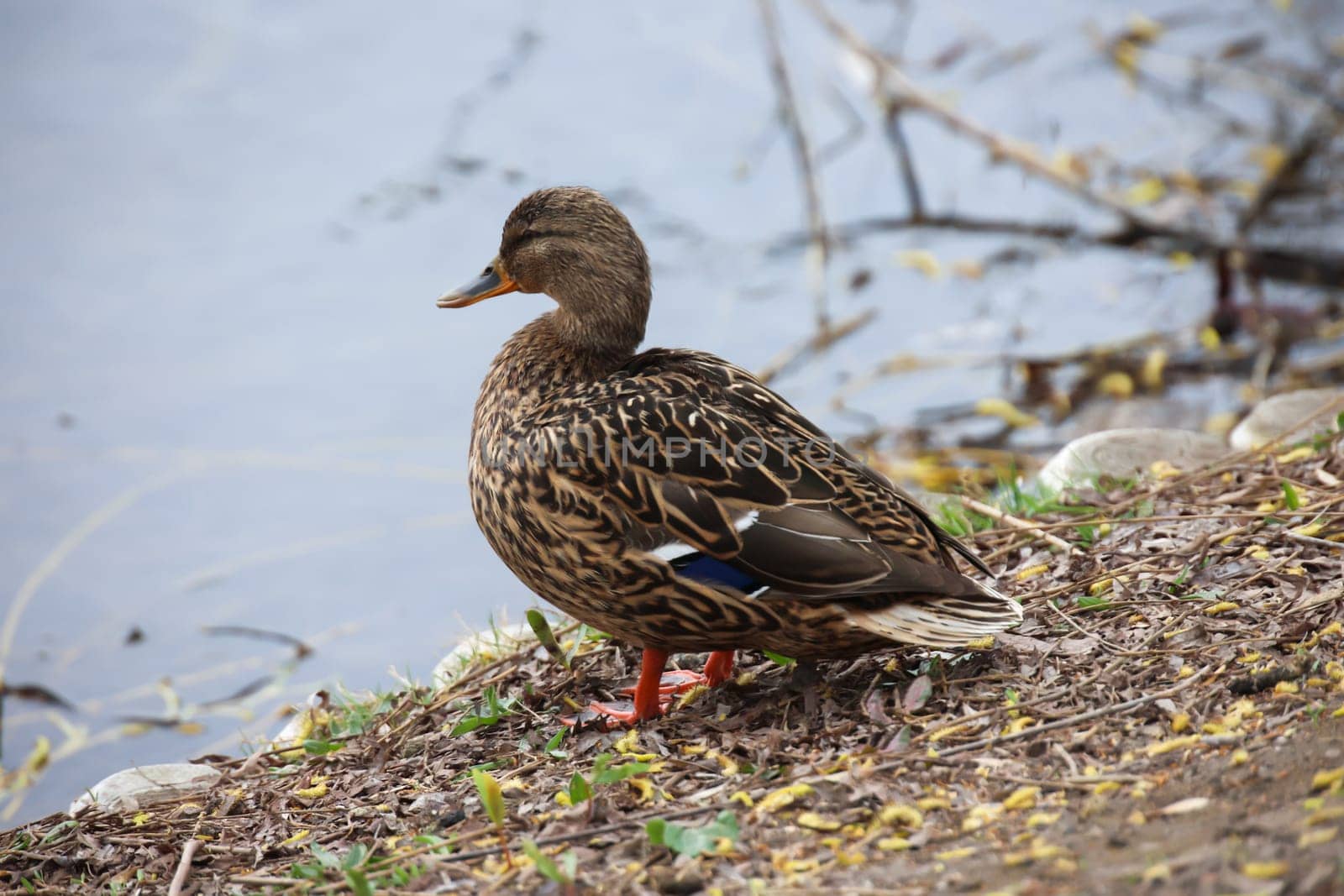 Close up of a mallard duck at a pond.