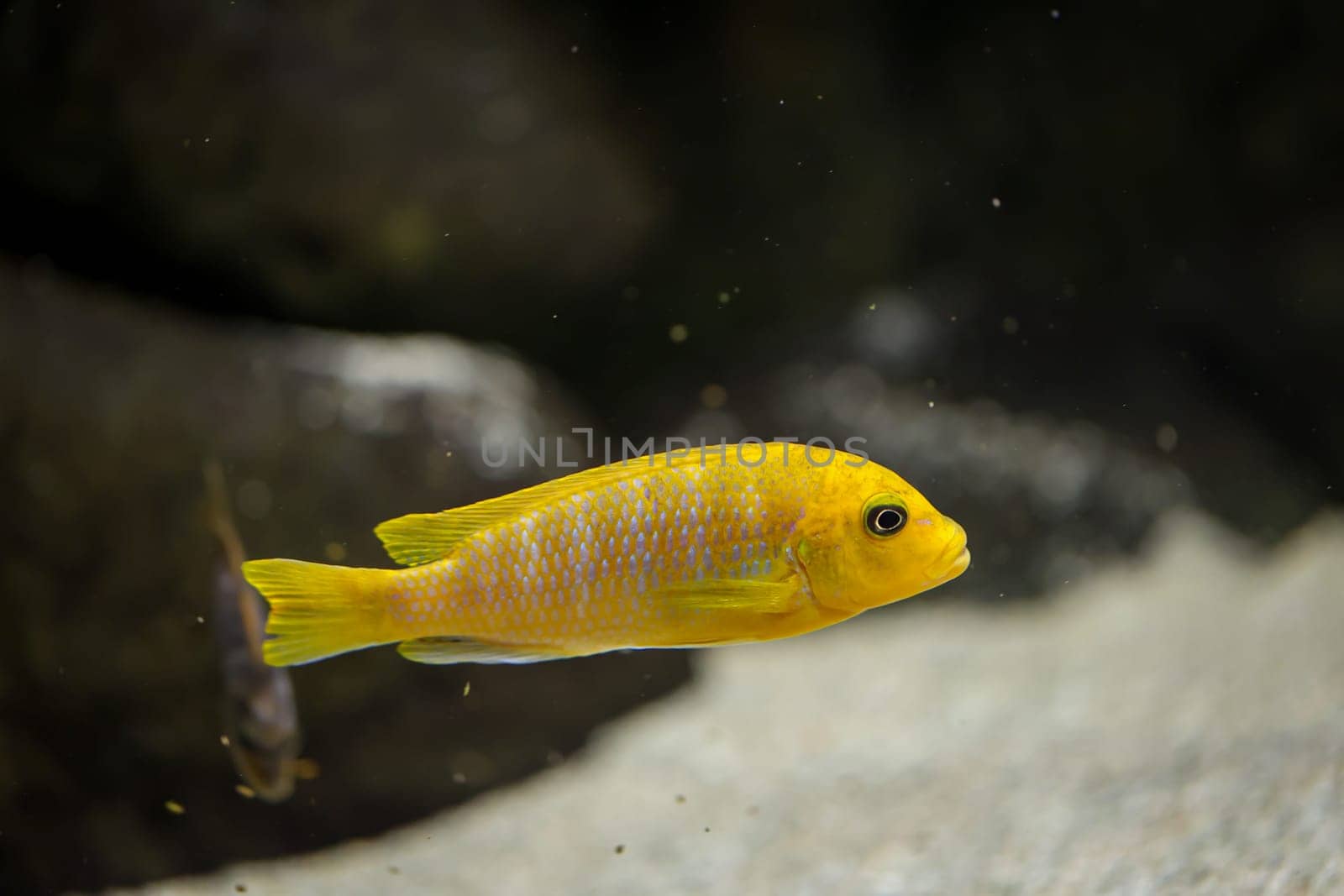 Portrait of a colorful Malawi cichlid in the aquarium.