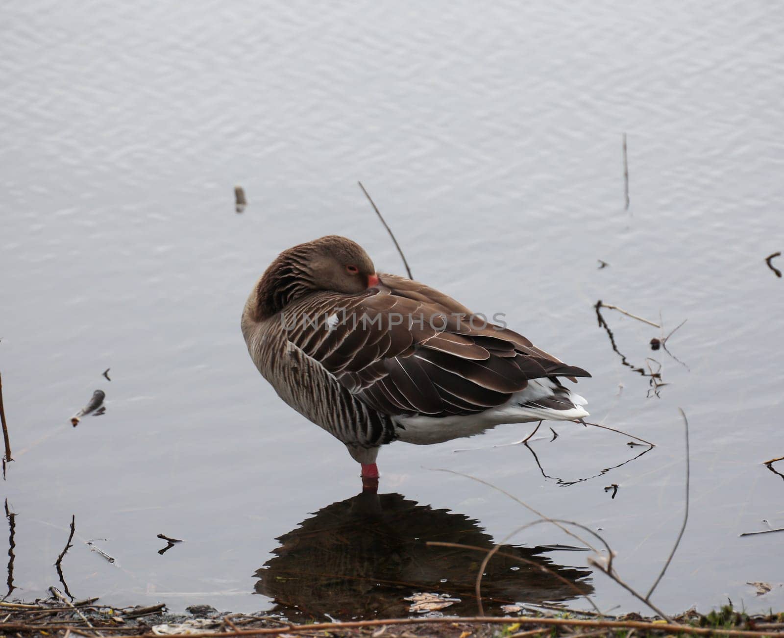 A gray goose at a pond in a village.
