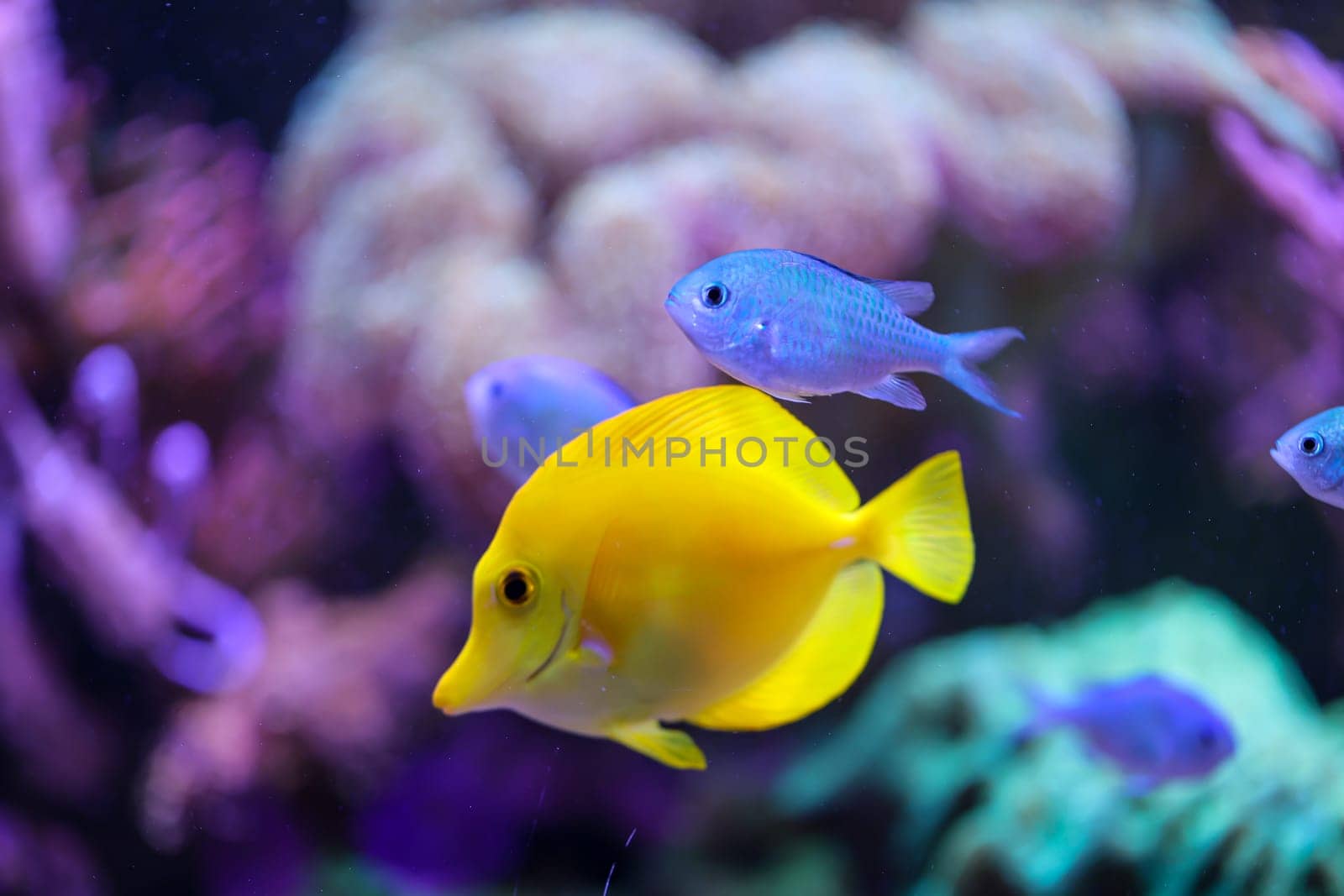 A yellow sailfin doctor, or yellow saildoctor, in an aquarium.