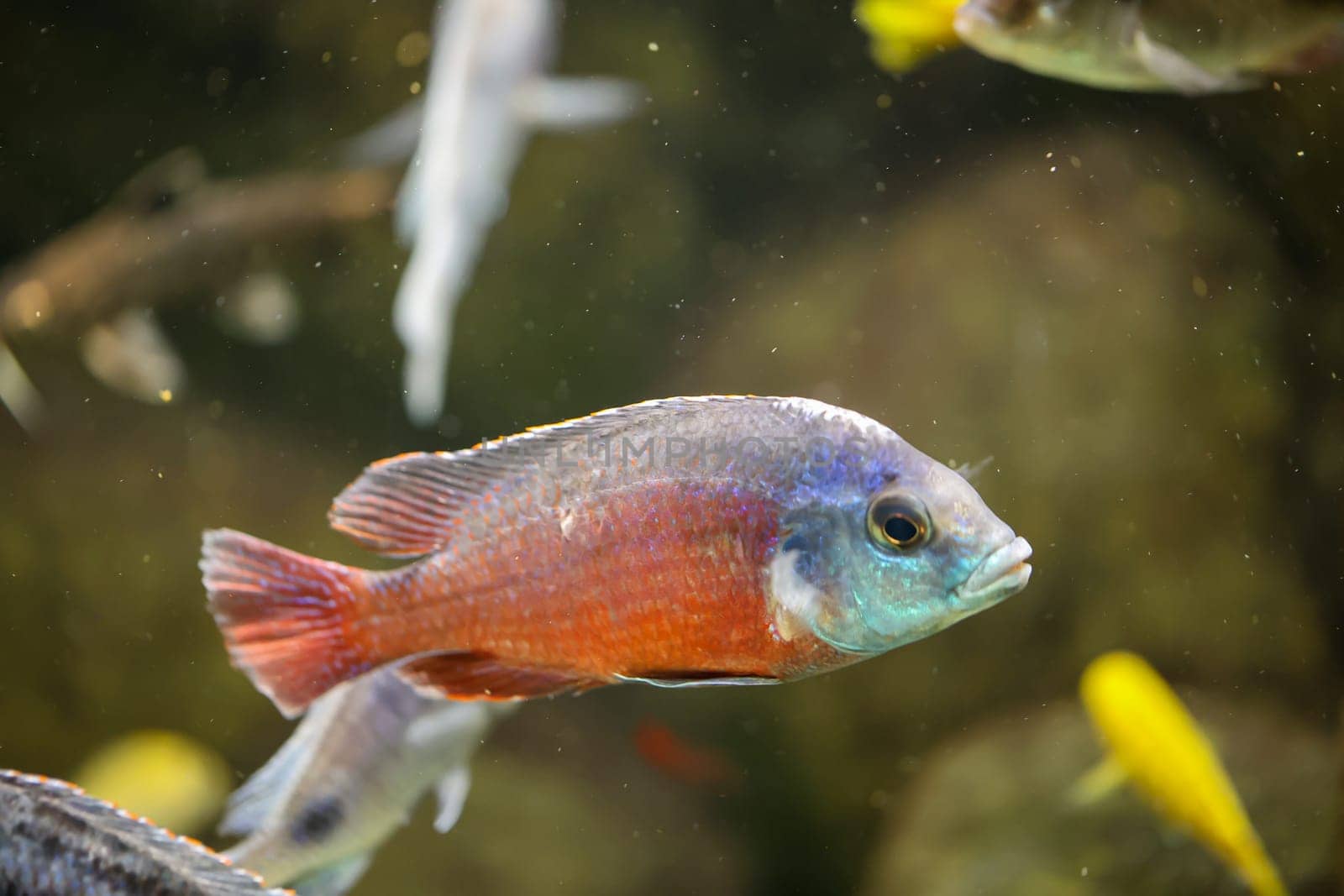 Portrait of a colorful Malawi cichlid in the aquarium.