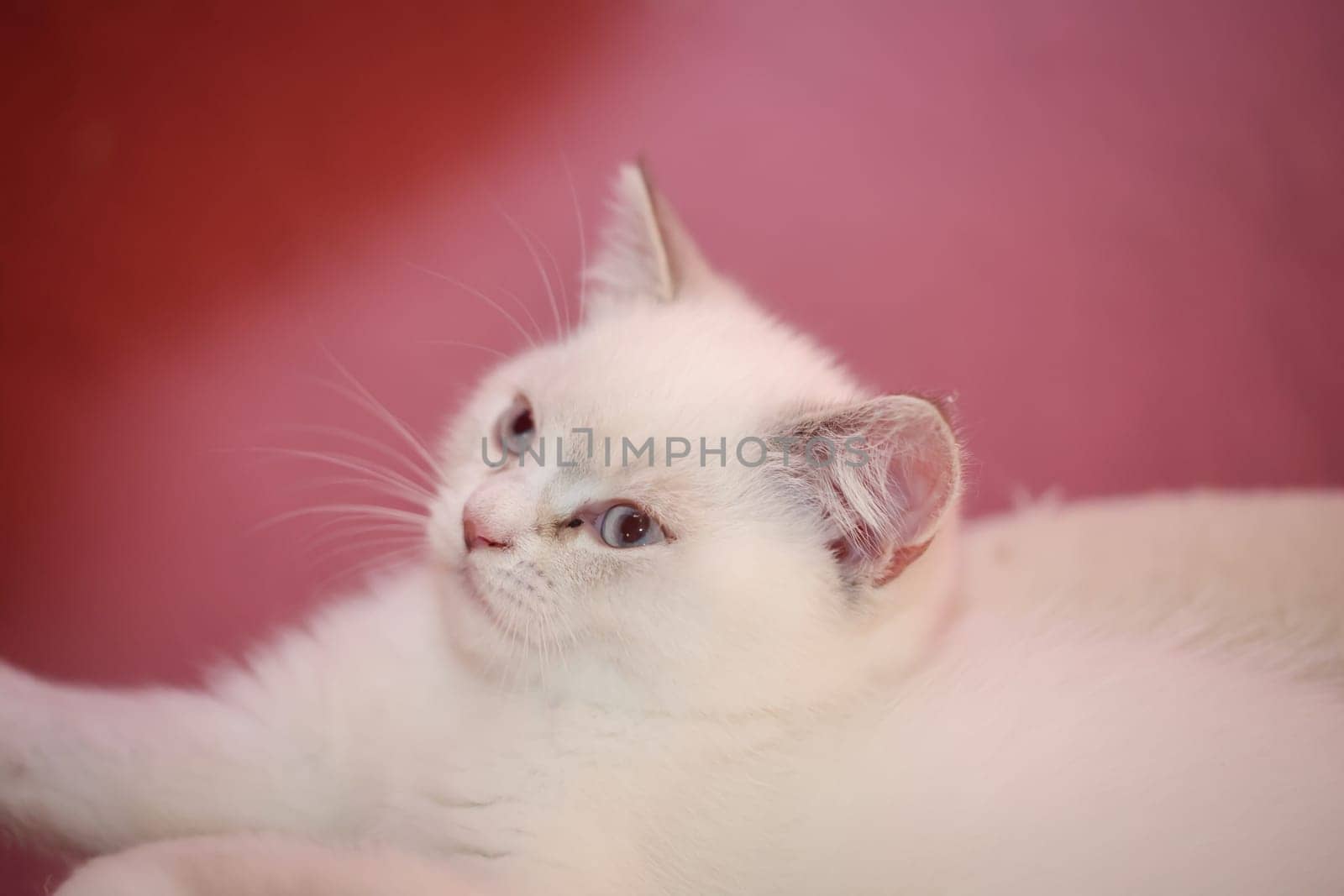 Portrait of a small British Longhair cat. Close up of a kitten.
