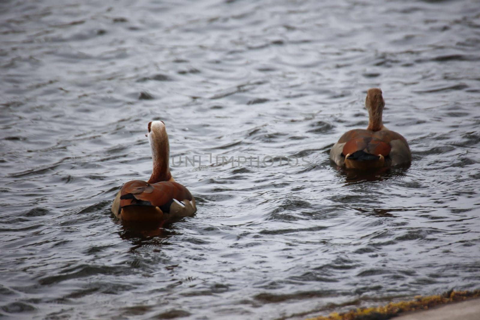 Two Egyptian geese swimming on a lake.