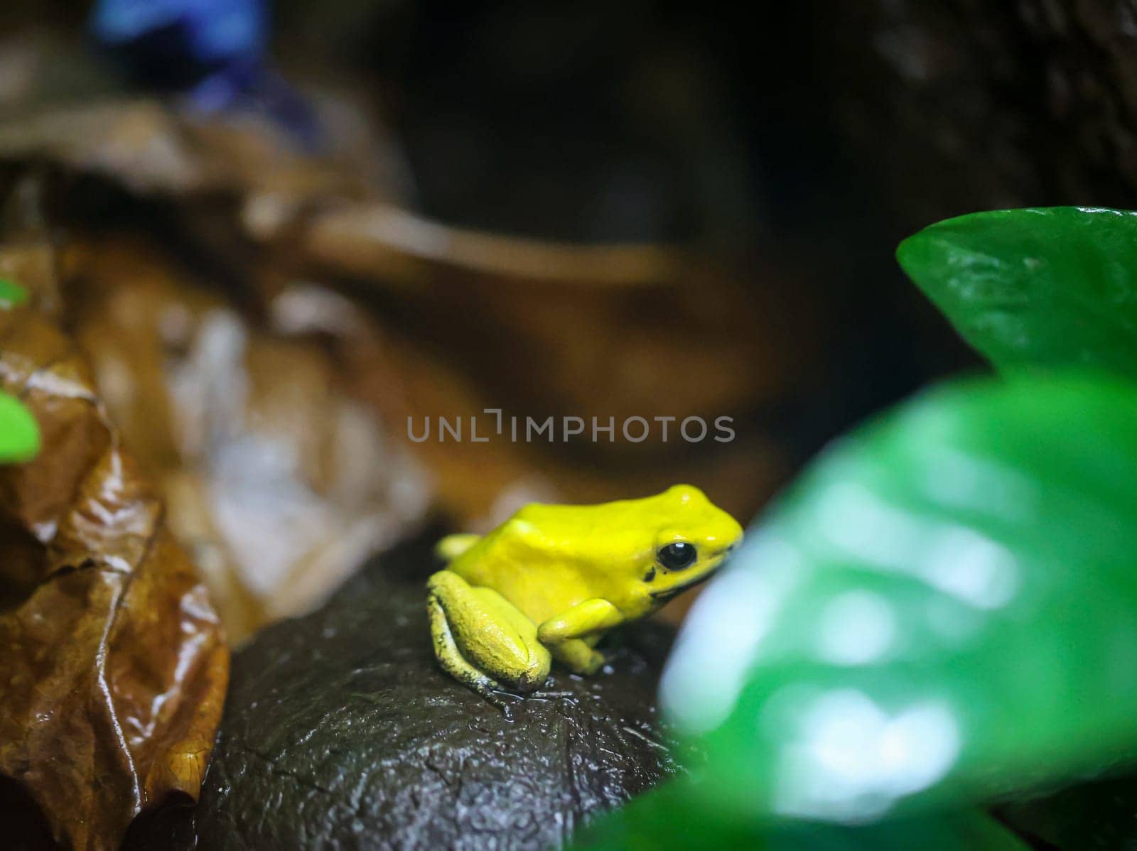 A poison arrow frog in a very humid climate controlled terrarium.