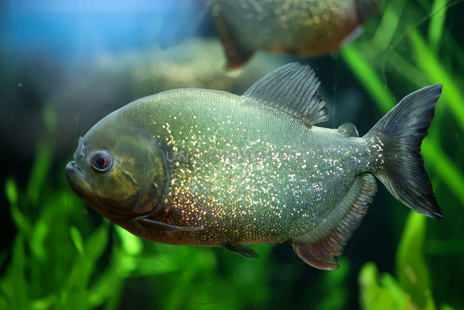 Portrait of a Piraya (Pygocentrus piraya) in an aquarium.