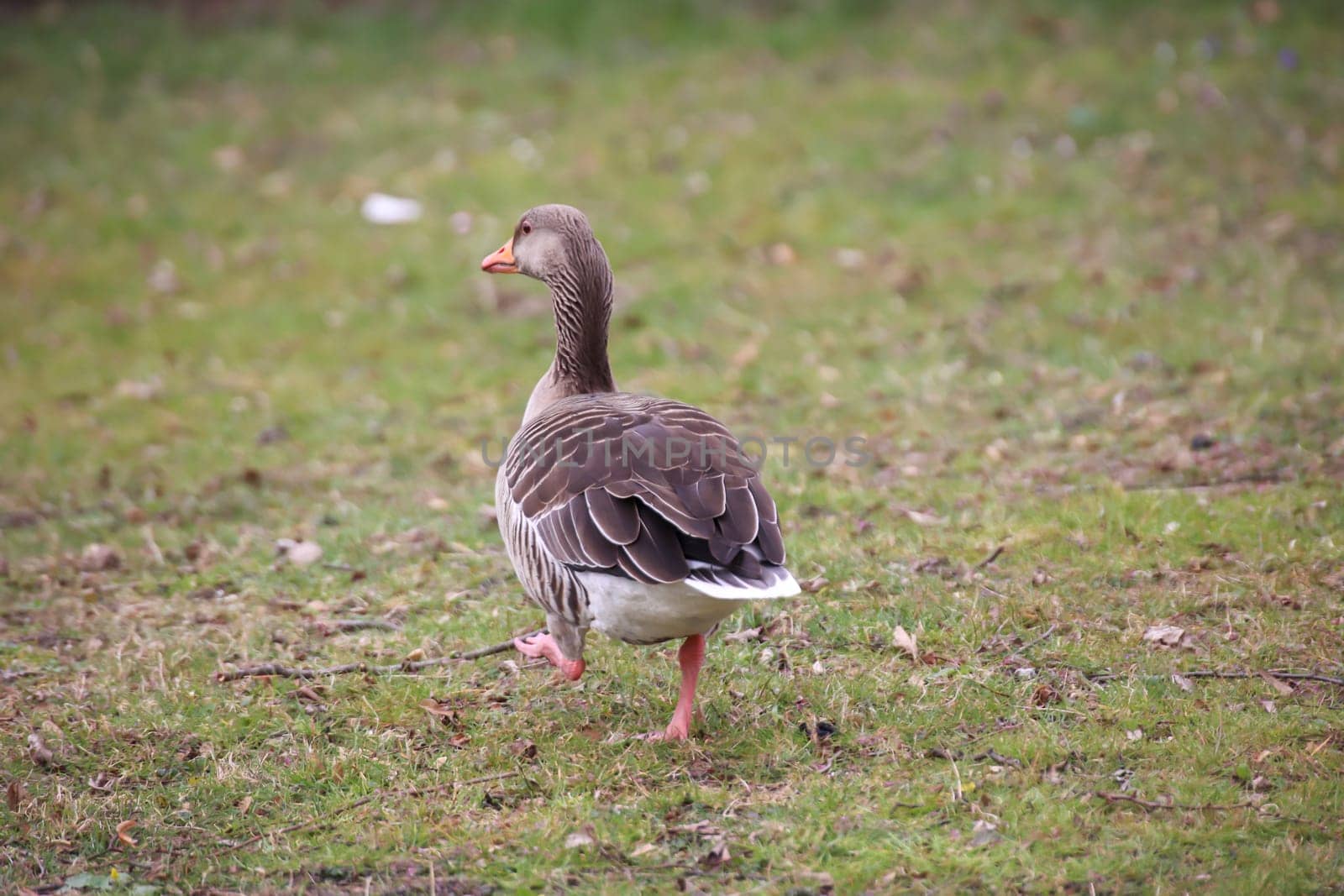A gray goose at a pond in a village.