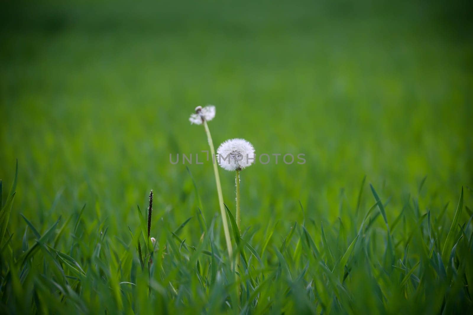 Two dandelions stand lonely on a meadow.